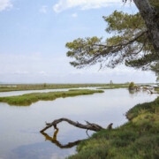 Albania, Divjake-Karavasta National Park, Lagoon of Karavasta